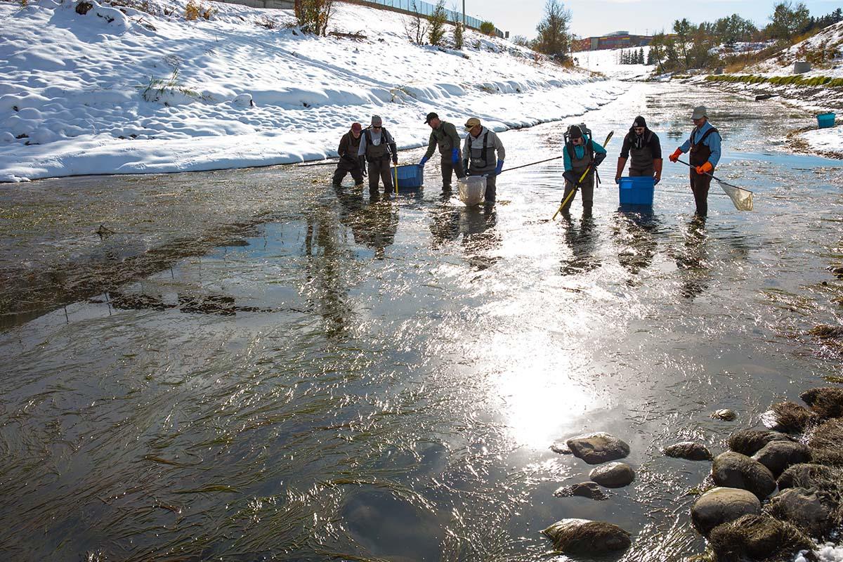 People working with trout on a river